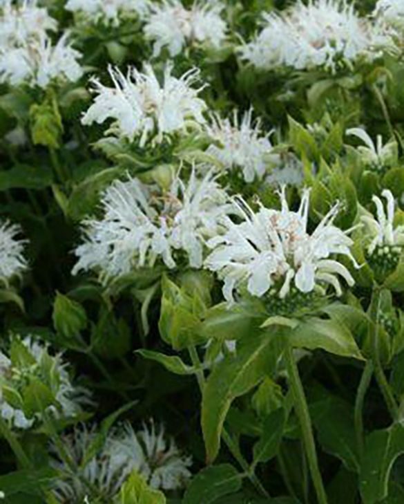 Monarda 'SNOW WHITE' 